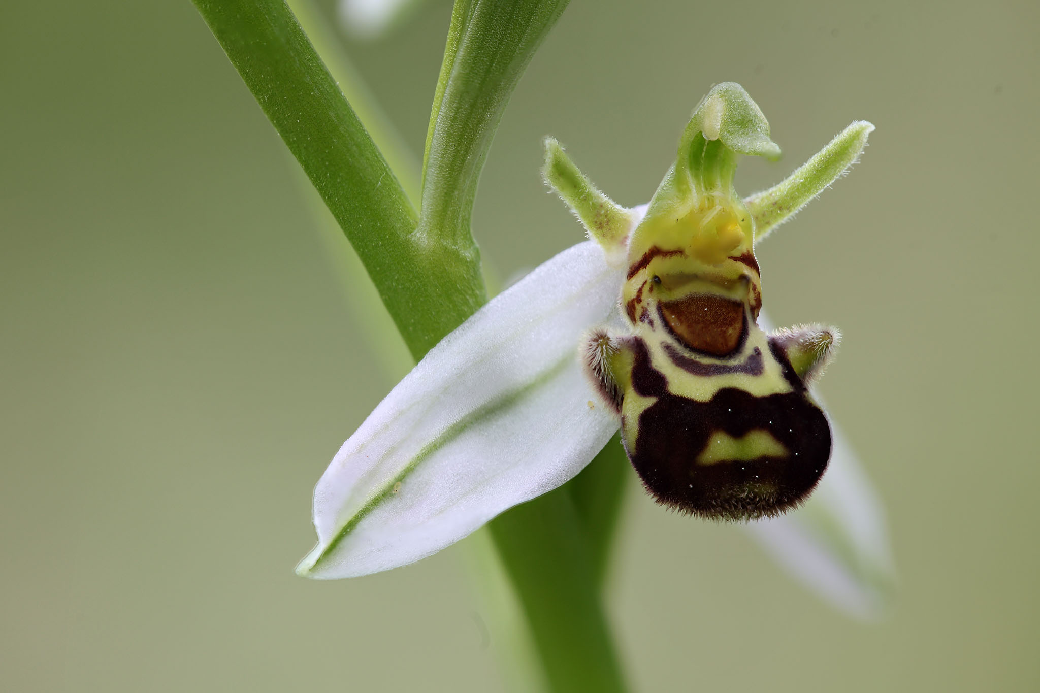 Ophrys apifera ..